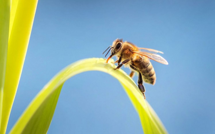 Biene auf einem Blatt